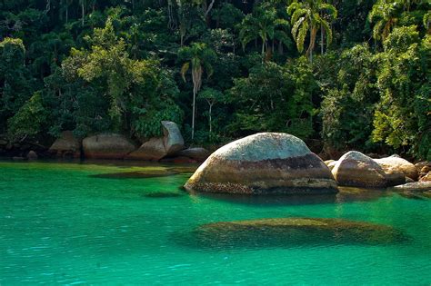 Lush Rain Forest and Green Sea | Rainforest pictures, Brazil rainforest