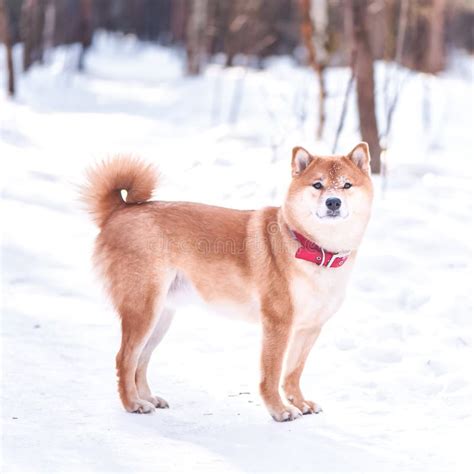 Dog Of The Shiba Inu Breed Stand On The Snow On A Beautiful Winter