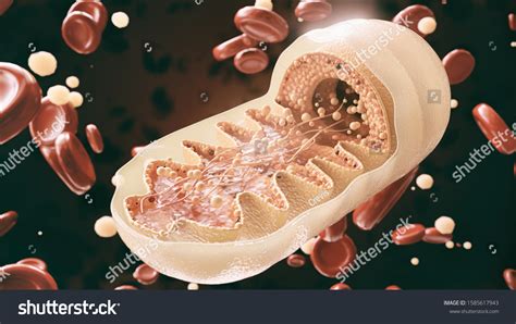 4365 Mitochondria Images Stock Photos And Vectors Shutterstock