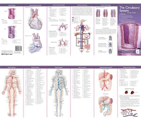 Buy Anatomical Chart Companys Illustrated Pocket Anatomy Anatomical