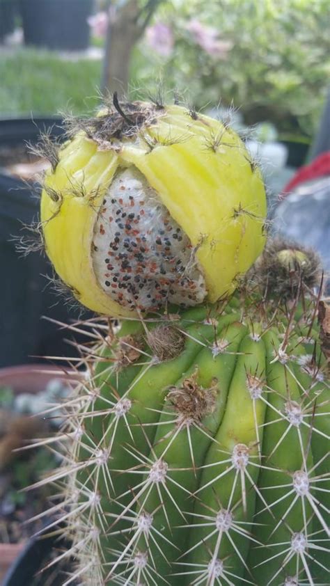Trichocereus Grandiflorus Cactus Fruit Fruit Seeds Cactus Plants