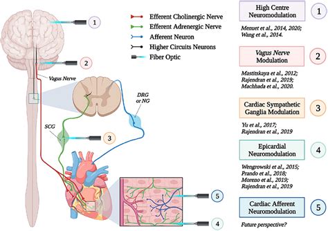 Frontiers Neurohumoral Cardiac Regulation Optogenetics Gets Into The