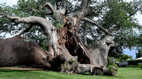 Africas Strangest Trees Are Stranger Than Thought—and Theyre Dying