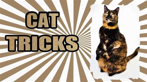 From having your cat stay put when needed to redirecting her away from inappropriate behavior, the sit command. Cat Tricks - Clicker Training - YouTube