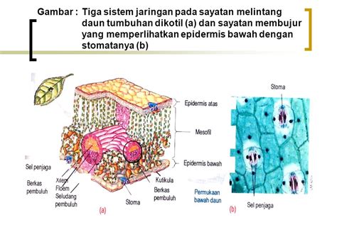 We did not find results for: Modifikasi Jaringan Epidermis Daun Tumbuhan - Contoh 84