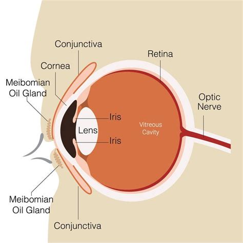 Heres How The Human Eye Works Human Eye Human Eye Diagram Eye