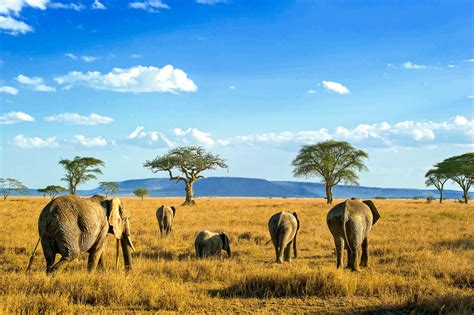 Hier finden sie 459.223 bewertungen und fotos von reisenden über 660 sehenswürdigkeiten, touren und ausflüge. BILDER: 20 Top Shots von Tansania | Franks Travelbox