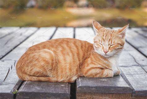 Sleeping Ginger Tabby Cat Animal Stock Photos Creative Market