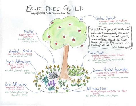 members of a fruit tree guild fruit trees food forest permaculture