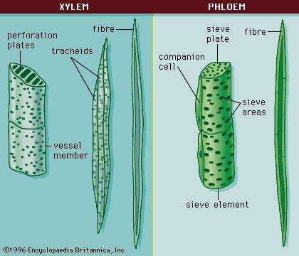 Vascular tissue in plants seedless vascular plants sexual reproduction angiosperms and gymnosperms fungi. Vascular tissue | botany | Britannica.com