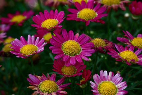 purple daisies flowers free nature pictures by forestwander nature photography