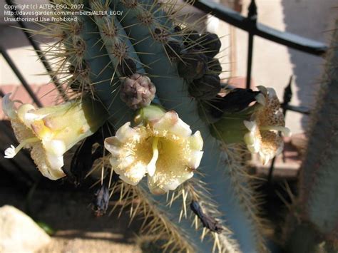 Cacti, agave, aloe vera, and others can bring a southwestern flair to your tucson home or business. PlantFiles Pictures: Pilosocereus Species, Blue Columnar ...