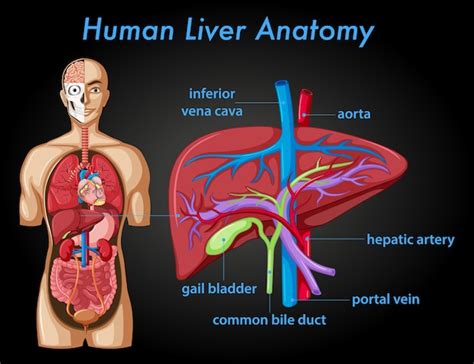 Liver Anatomy Medical Images For Power Point