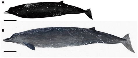 Baird's beaked whale english baleine à bec de. Japanners ontdekken écht zwarte spitssnuitdolfijn - NRC