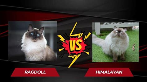 Comparing Ragdoll Vs Himalayan Cats Differences And Similarities
