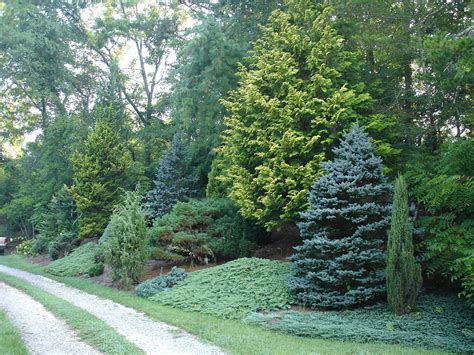 Mixed Evergreen Tree Screen Conifers Landscapeprivacy Evergreen