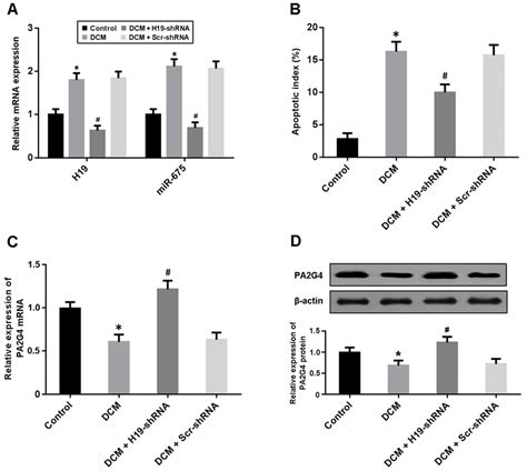 A The Expression Of H And Mir In Myocardium Was Detected By