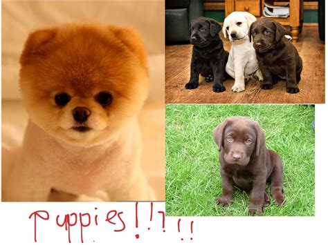 Puppy | Puppies | ShowMe