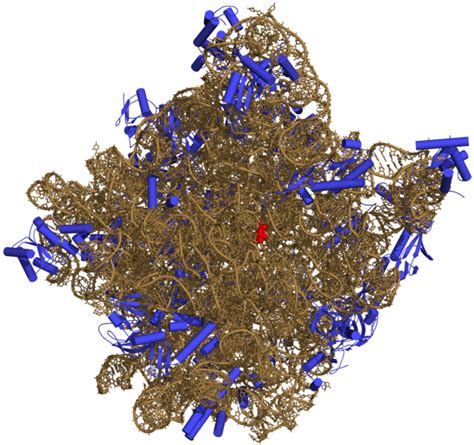 How Did Ribosomes Make The First Proteins The Rna World Hypothesis