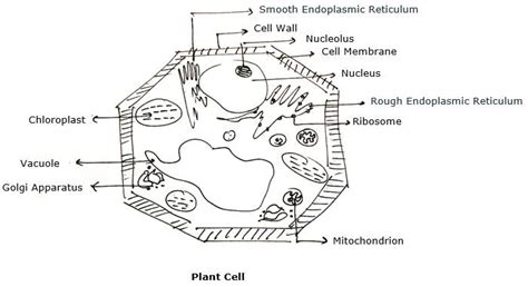 As is the case with animal cells, the cell membrane in plants is a lipid bilayer. Make sketches of animal and plant cells which you observe ...