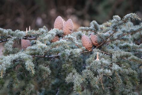 Free Images Nature Branch Snow Winter Leaf Flower Frost Pine
