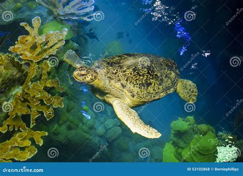 Sea Turtle In Aquarium Stock Photo Image Of Boston Coral 53102868