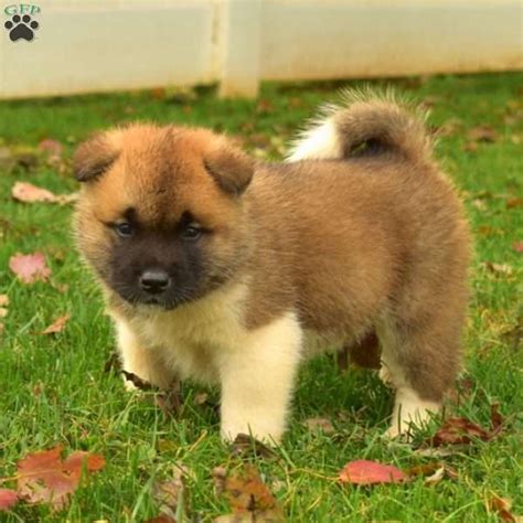 3 males and 2 bitches. Bear - Akita Puppy For Sale in Pennsylvania