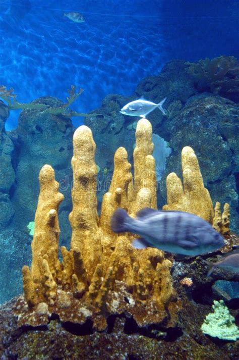 Underwater Oceanarium With Coral Reef And Exotic Fishes Stock Photo