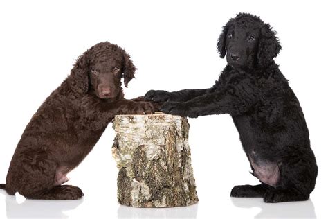 Everything About Your Curly Coated Retriever Luv My Dogs