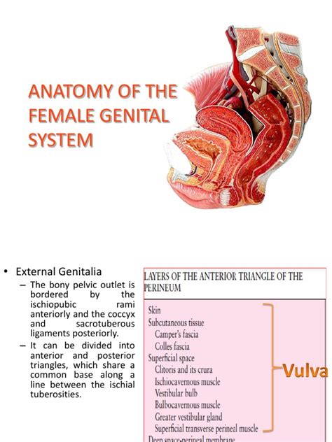 Anatomy Ppt Uterus Vagina