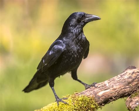 Big Brains And Bodies Helped Crows Expand Across The Globe •