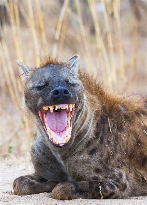Why Do Hyenas Laugh Laughing Hyenas 12 Sounds And What They Mean