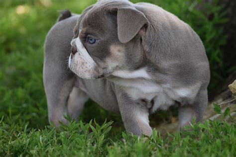 Lilac Tri English Bulldog Puppy For Sale