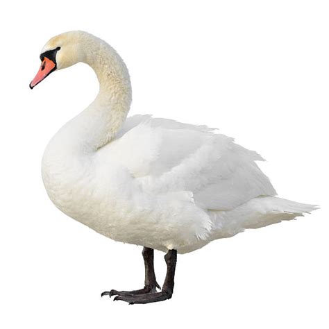 Swan Stock Photos Pictures And Royalty Free Images Istock