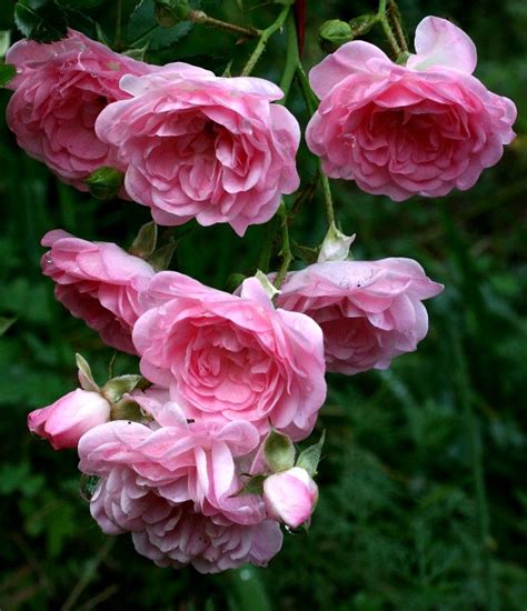 The weeping china doll is an all time favorite tree rose, the tree is covered with large trusses of small cupped flowers on long canes which arch gracefully downward. Weeping China Doll by missy_gardenwhimsy | Climbing roses ...