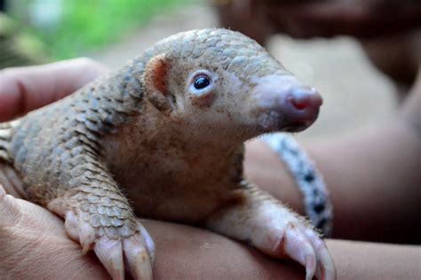 In Bid To Protect A Philippine Pangolin Stronghold Little Talk Of