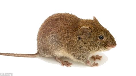 Mouse Animal Png Png All Png All