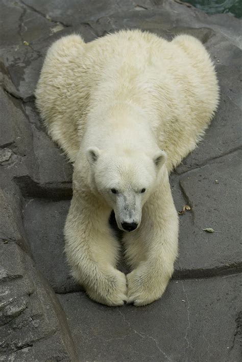 A Polar Bear Sits With His Paws Photograph By Joel Sartore