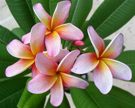 Polynesian Sunset Plumeria Plumeria By Florida Colors Nursery