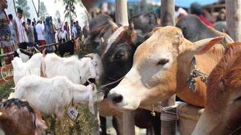 Jumlah Orang untuk Kurban Sapi atau Kambing Serta Hukum Lihat