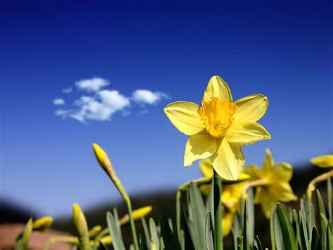 Please Dont Eat The Daffodils The Canberra Times Canberra Act