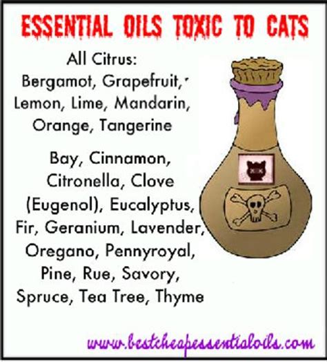 Your vet will give your cat a full physical. Essential Oil Memes - Pictures Worth a Thousand Words