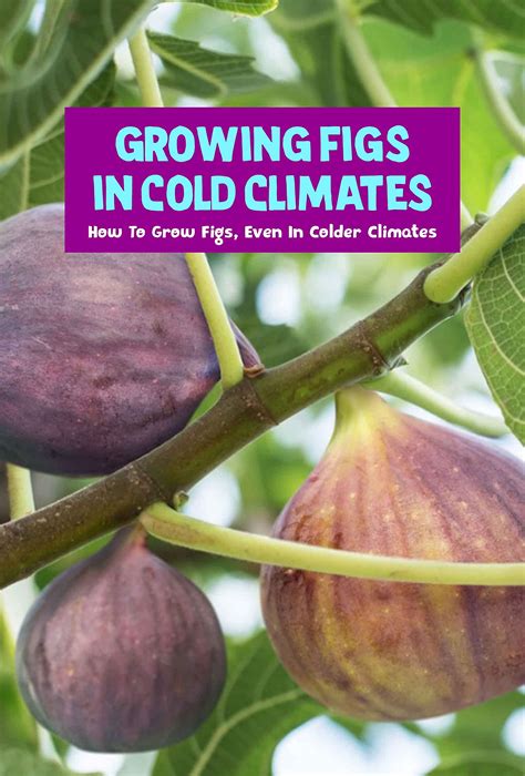 Buy Growing Figs In Cold Climates How To Grow Figs Even In Colder