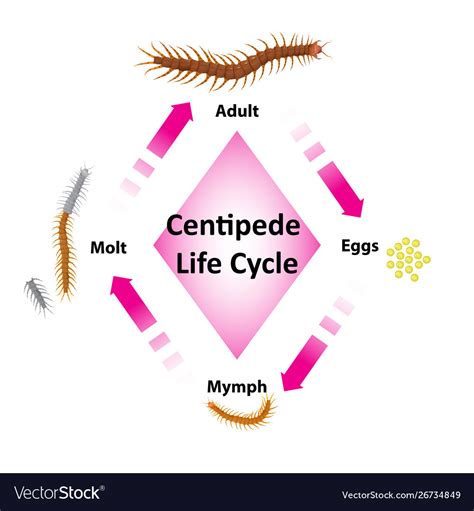 Centipede Life Cycle