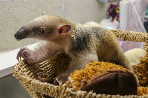Rhode Island Zoos Newborn Tamandua Is A Weirdly Adorable Long Nosed