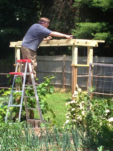 A grape arbor can be a family project. Finishing the Grape Arbor