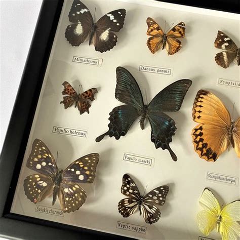 Antiques Atlas Framed Collection Of Taxidermy Butterflies
