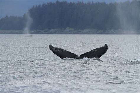 Whales In Inside Passage Alaska Stock Image Image Of Herring