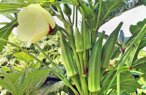 Okra Ladys Finger Cultivation Guide All You Need To Know In