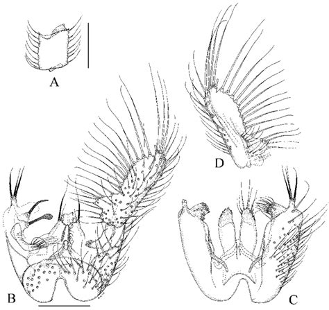 Manota Simina Sp N A Paratype Bd Holotype A Antennal